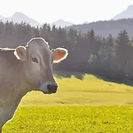 Lejlighed Bergblick , Hof Alpenseeblick, Nesselwangattleseeallgaeu Nesselwang